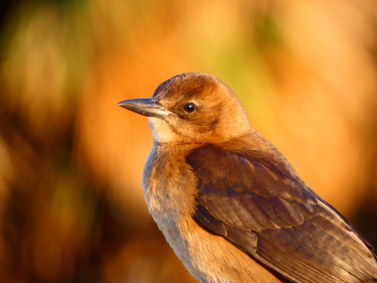 båtstjerttrupial - ML646764699