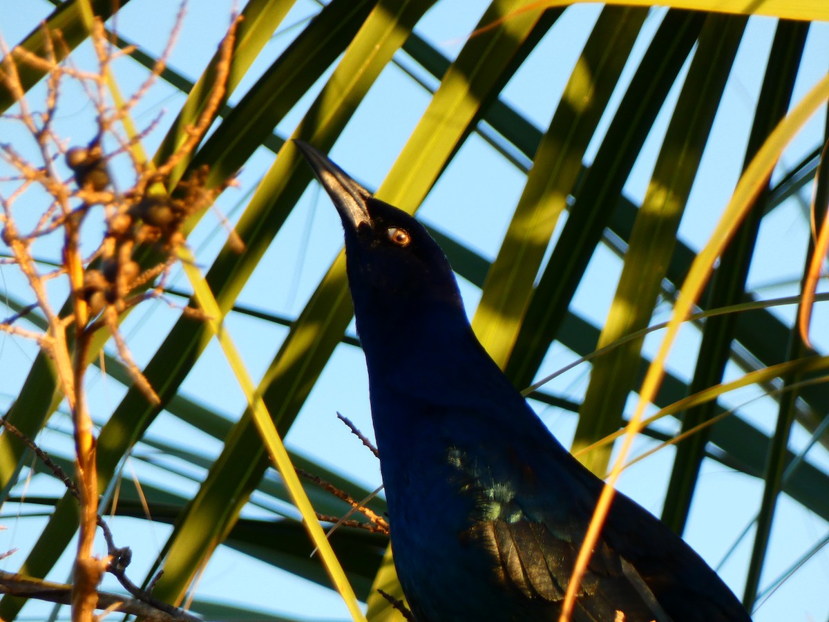 båtstjerttrupial - ML646764700