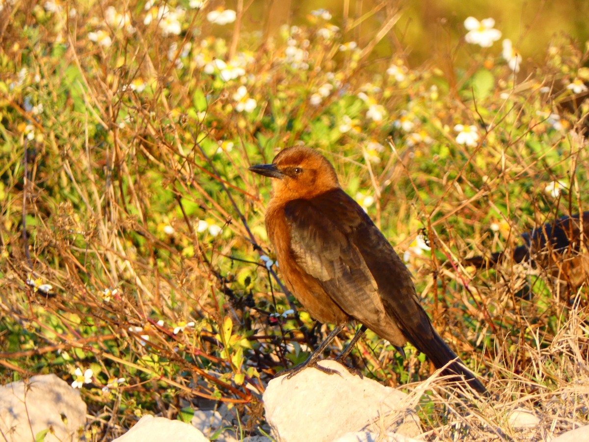 båtstjerttrupial - ML646764701