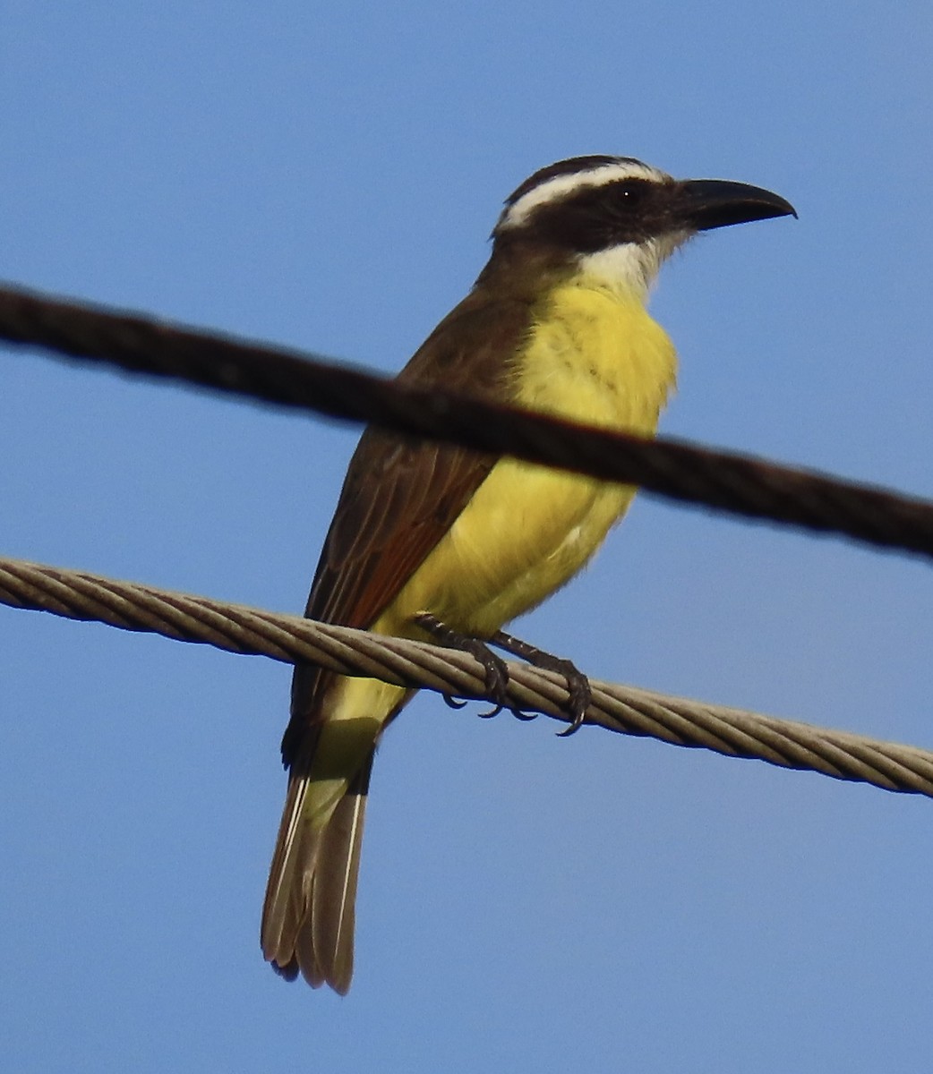 båtnebbtyrann - ML646764702