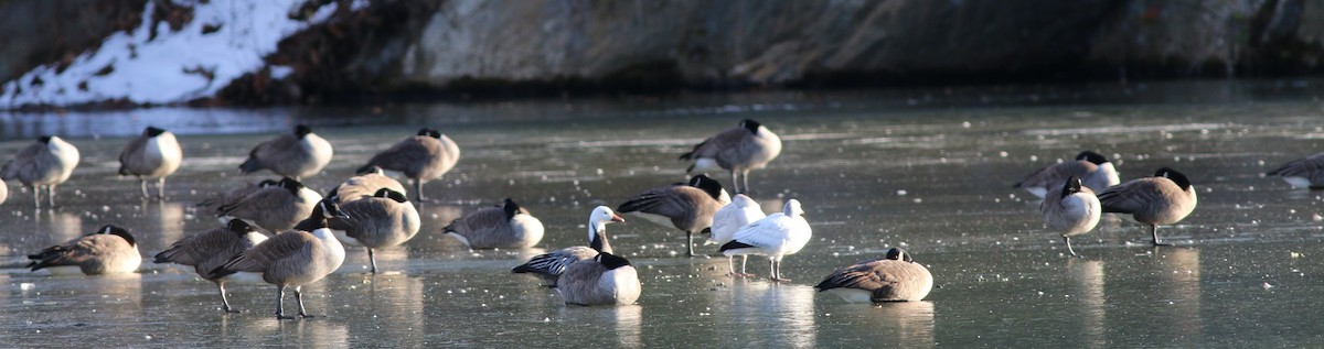 snøgås - ML646764703