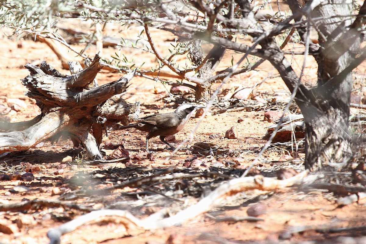 sotlarmtrost - ML646764704