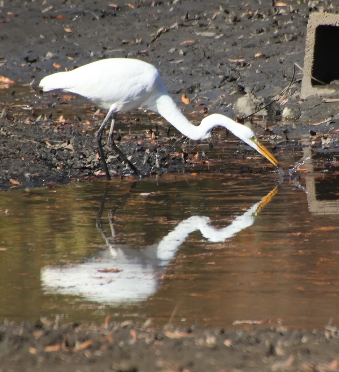 egretthegre - ML646764705