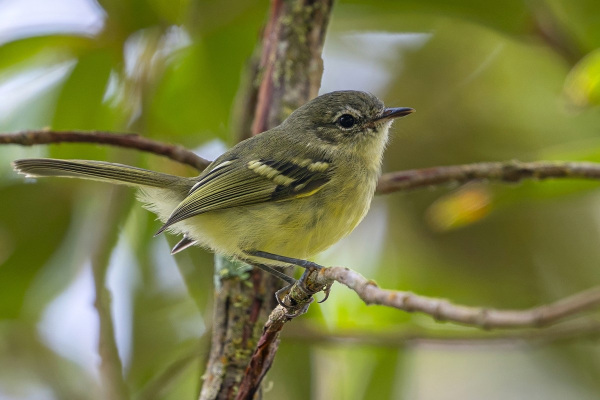 nymfebladdanser - ML646764706