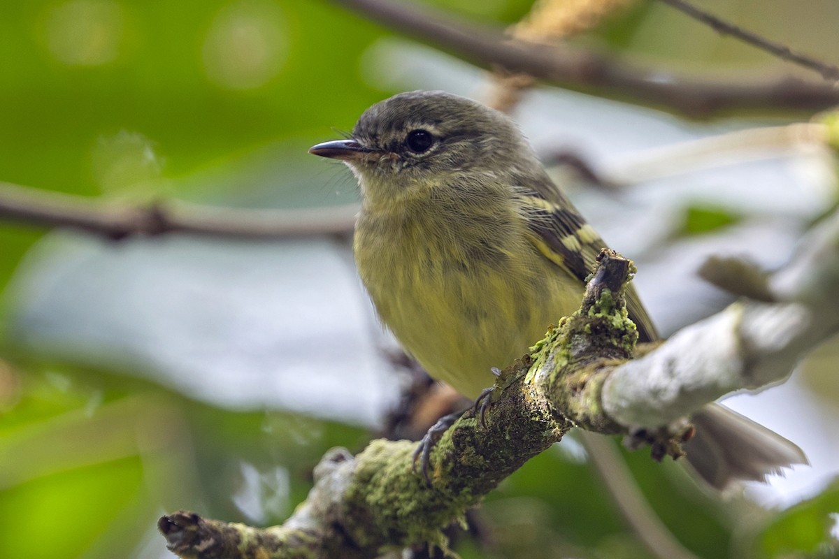 nymfebladdanser - ML646764708