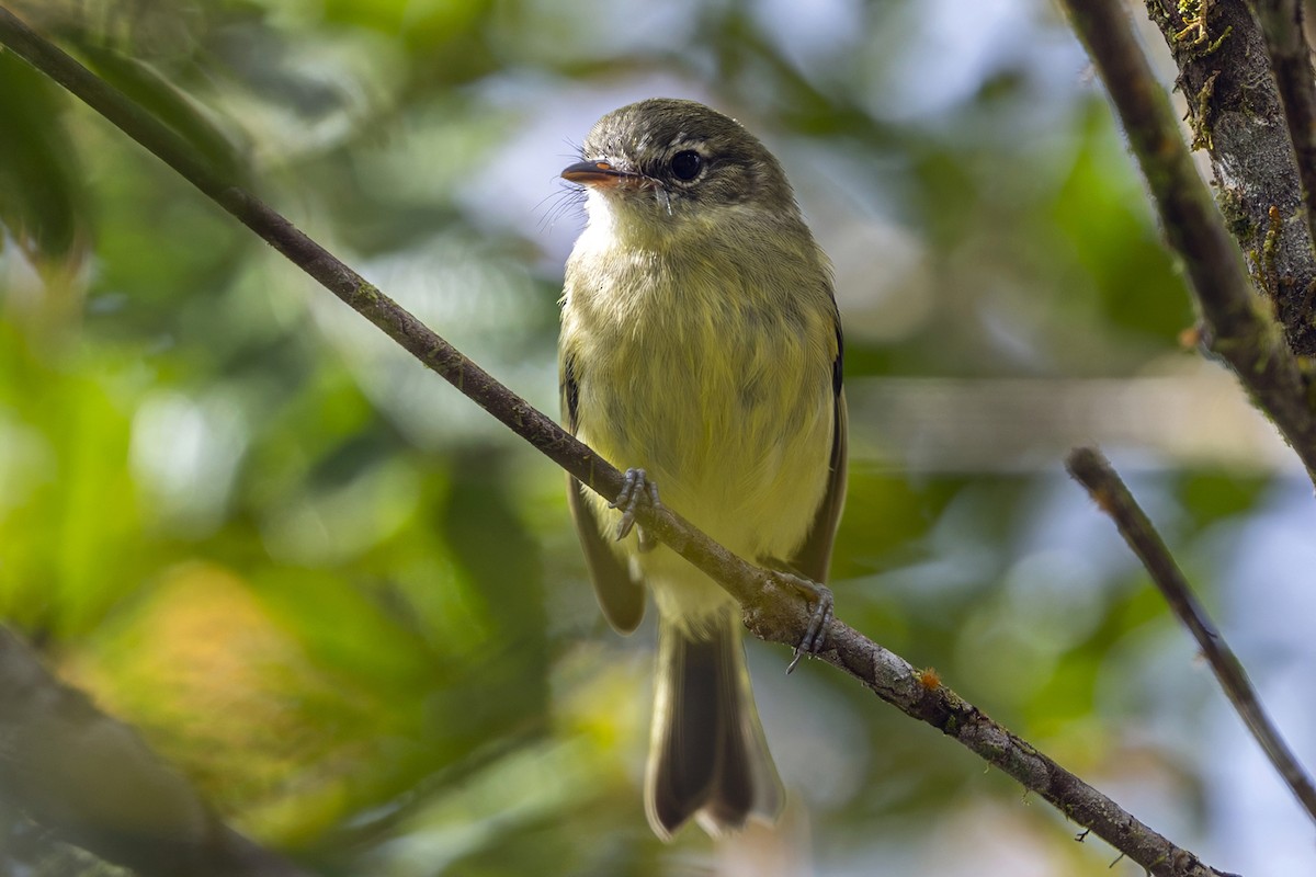 Mottle-cheeked Tyrannulet - ML646764709