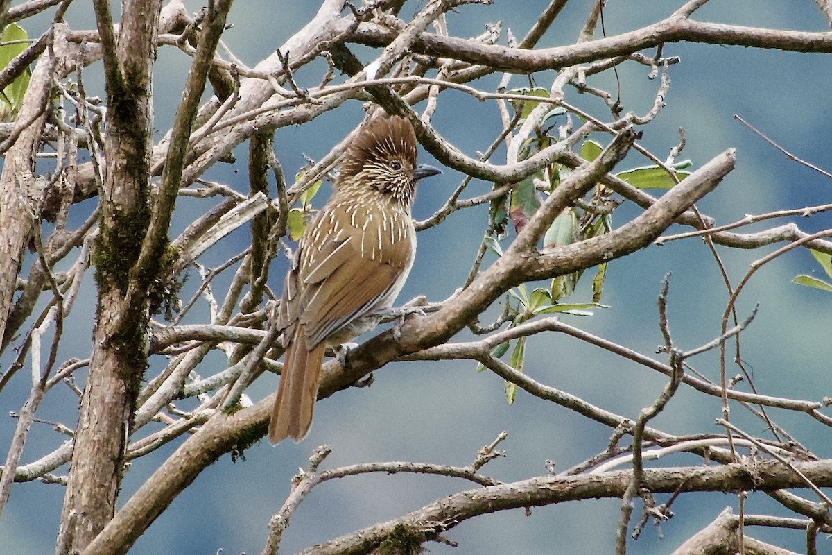 Striated Laughingthrush - ML646764710
