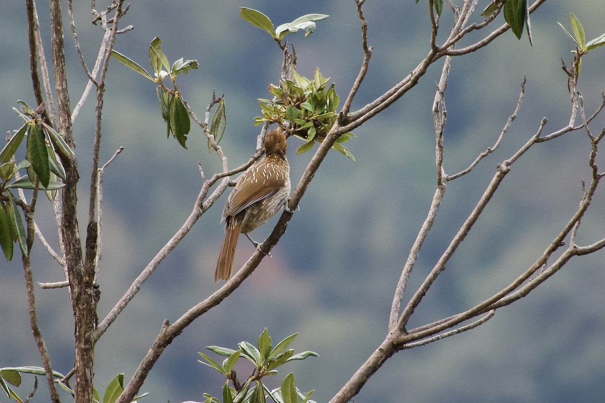 Striated Laughingthrush - ML646764711