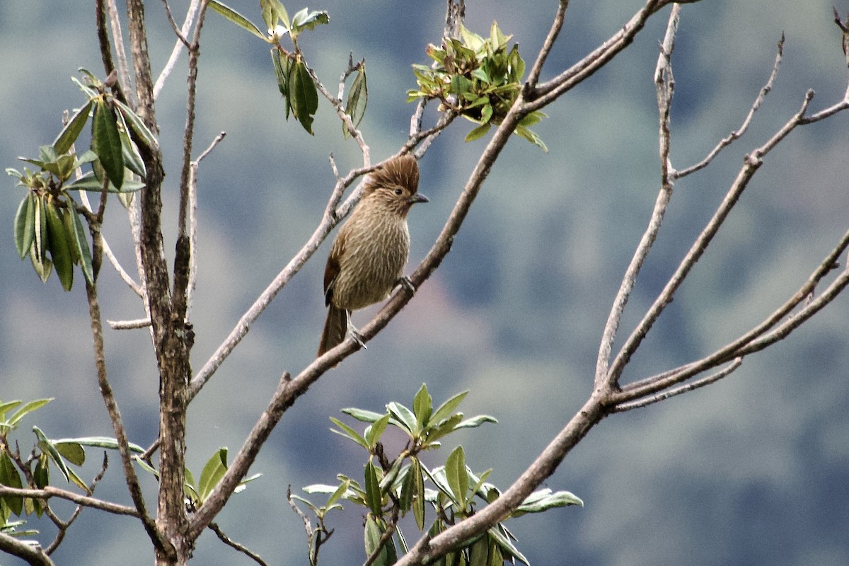 Striated Laughingthrush - ML646764712