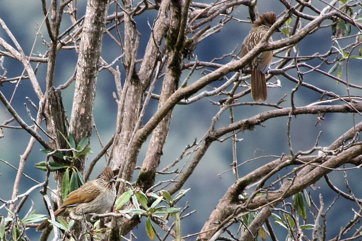 Striated Laughingthrush - ML646764713