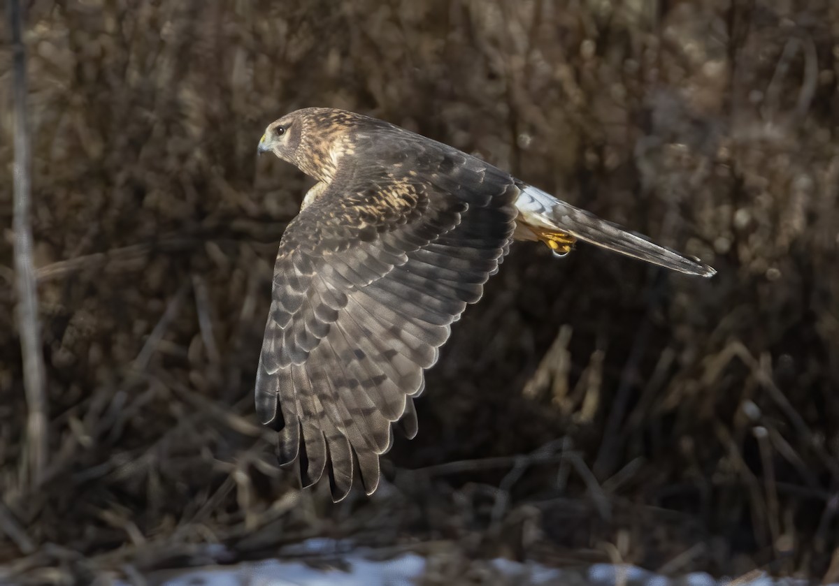 Hudsonweihe - ML646764714