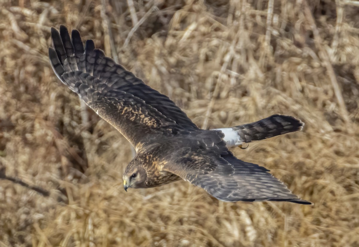 Hudsonweihe - ML646764716