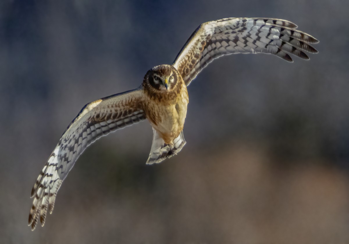 Hudsonweihe - ML646764717