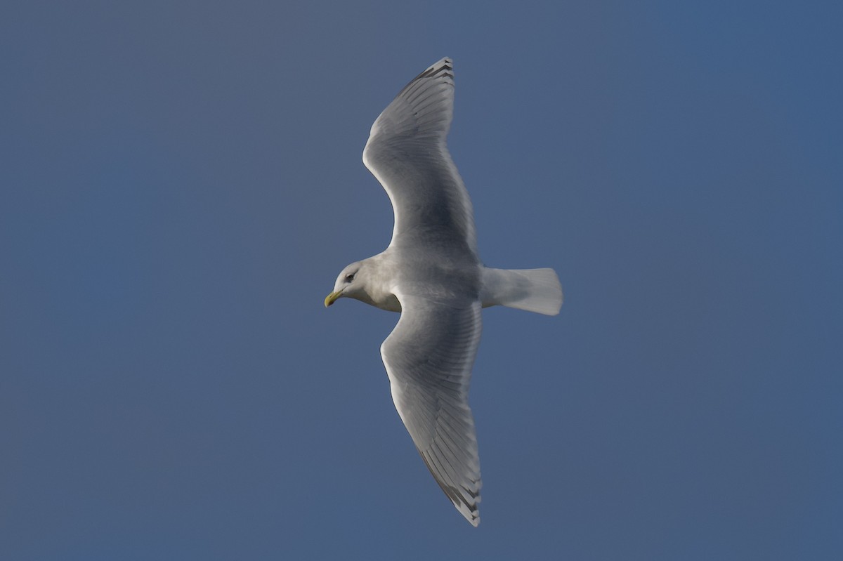 Iceland Gull - ML646764718