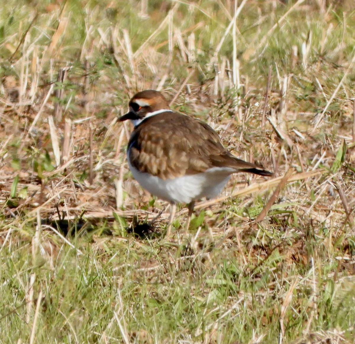 Killdeer - ML646764719