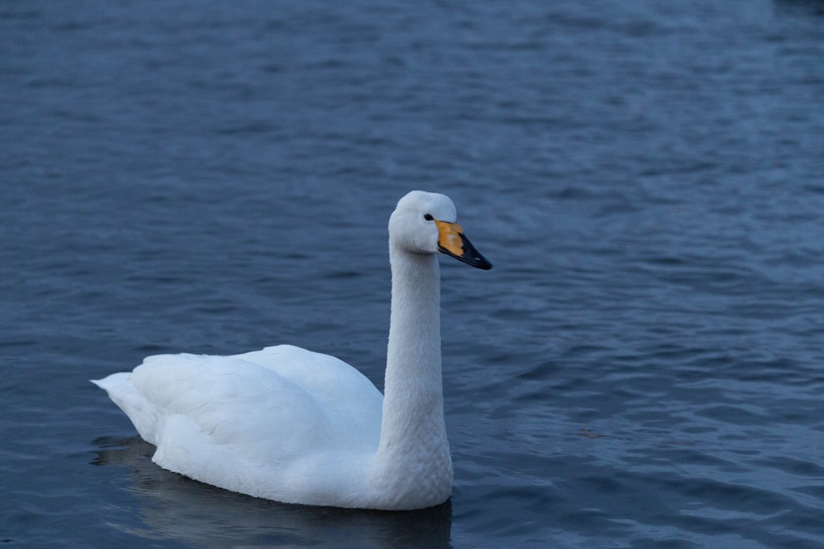 Ötücü Kuğu - ML646764721