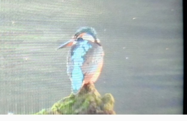 Common Kingfisher - ML646764722