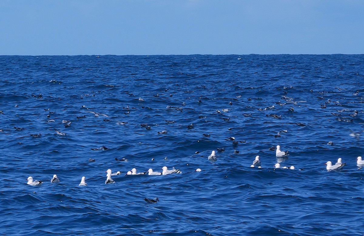 Австралийская чайка (scopulinus) - ML646764726