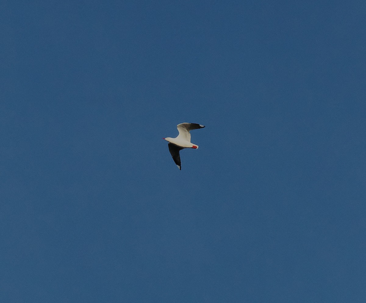 Австралийская чайка (scopulinus) - ML646764727