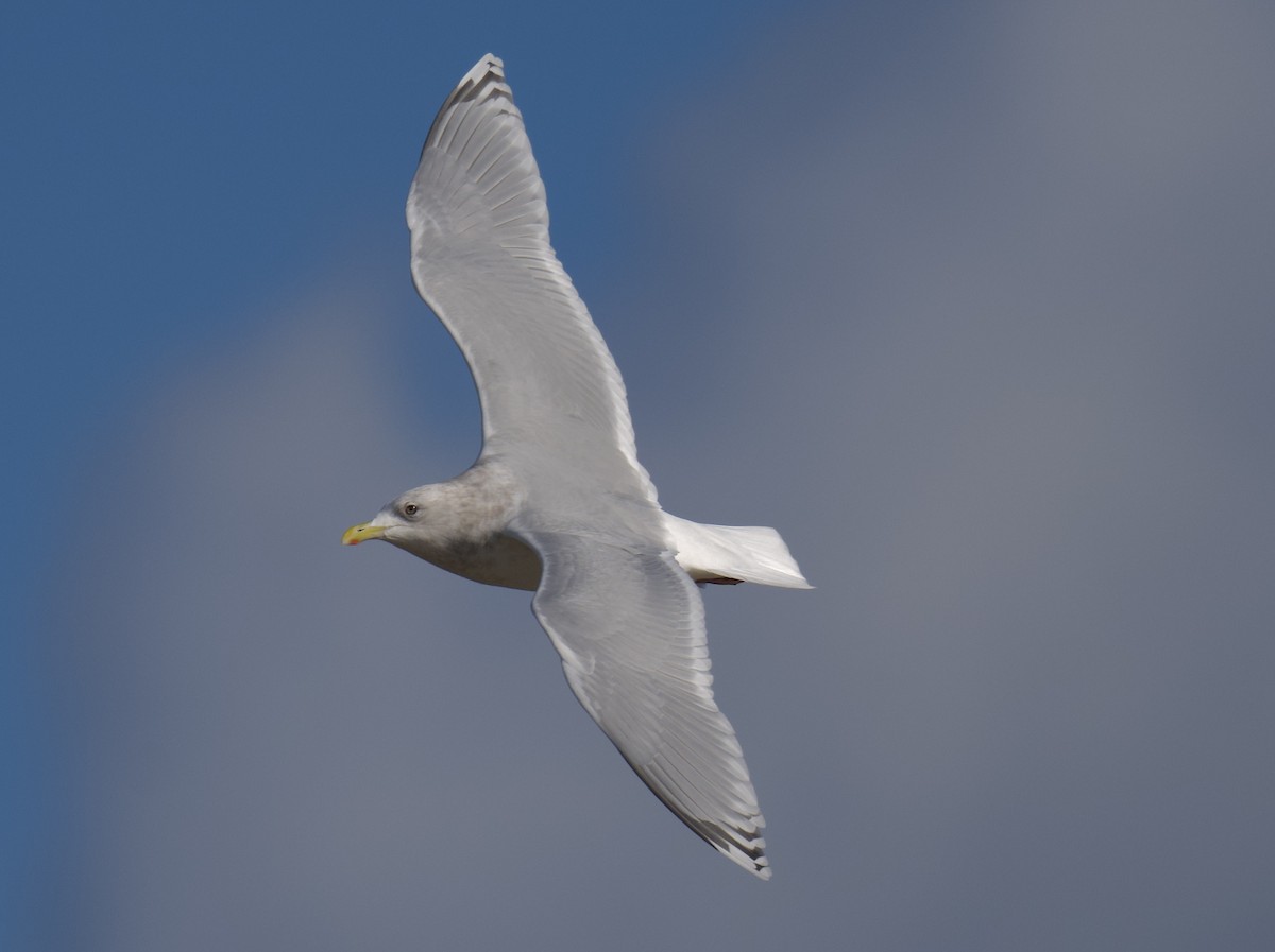 Iceland Gull - ML646764728