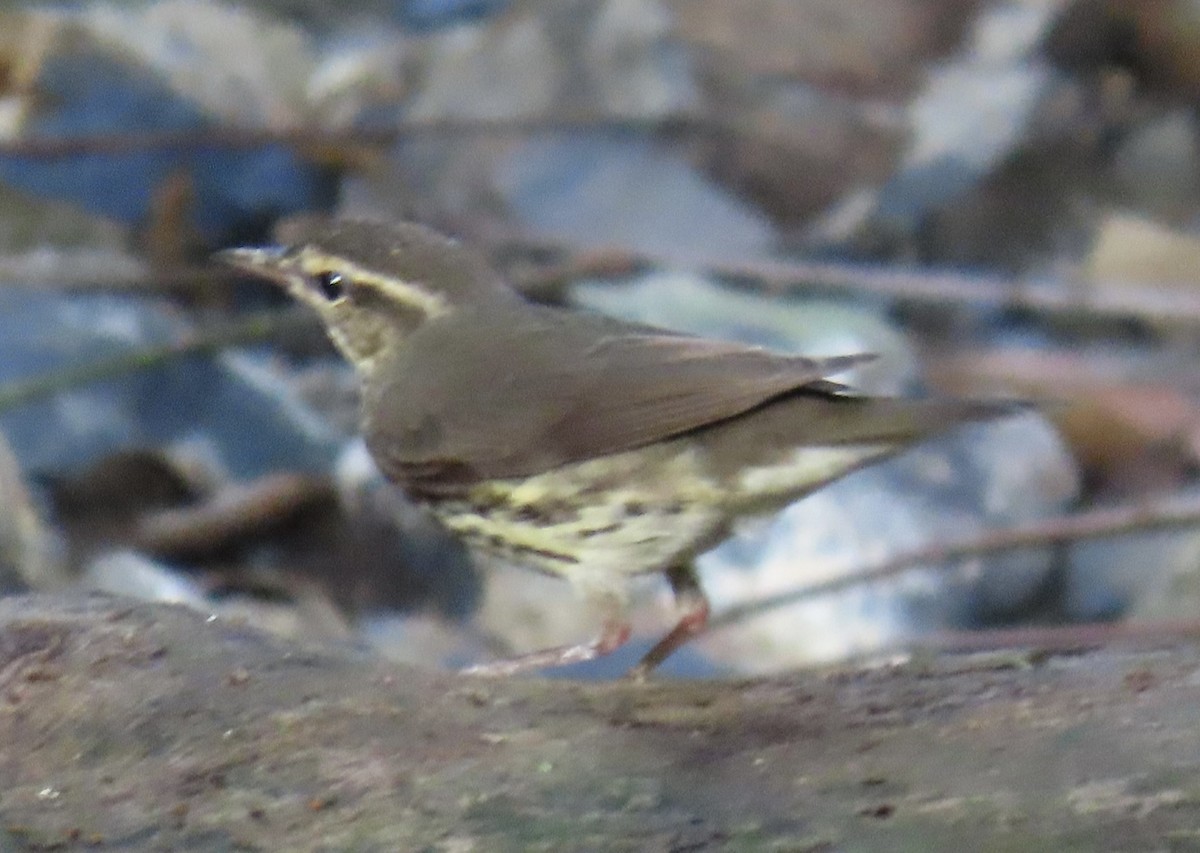 Northern Waterthrush - ML646764729