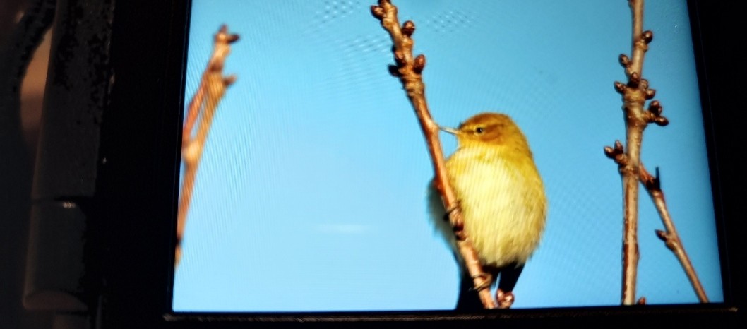 Common Chiffchaff - ML646764730