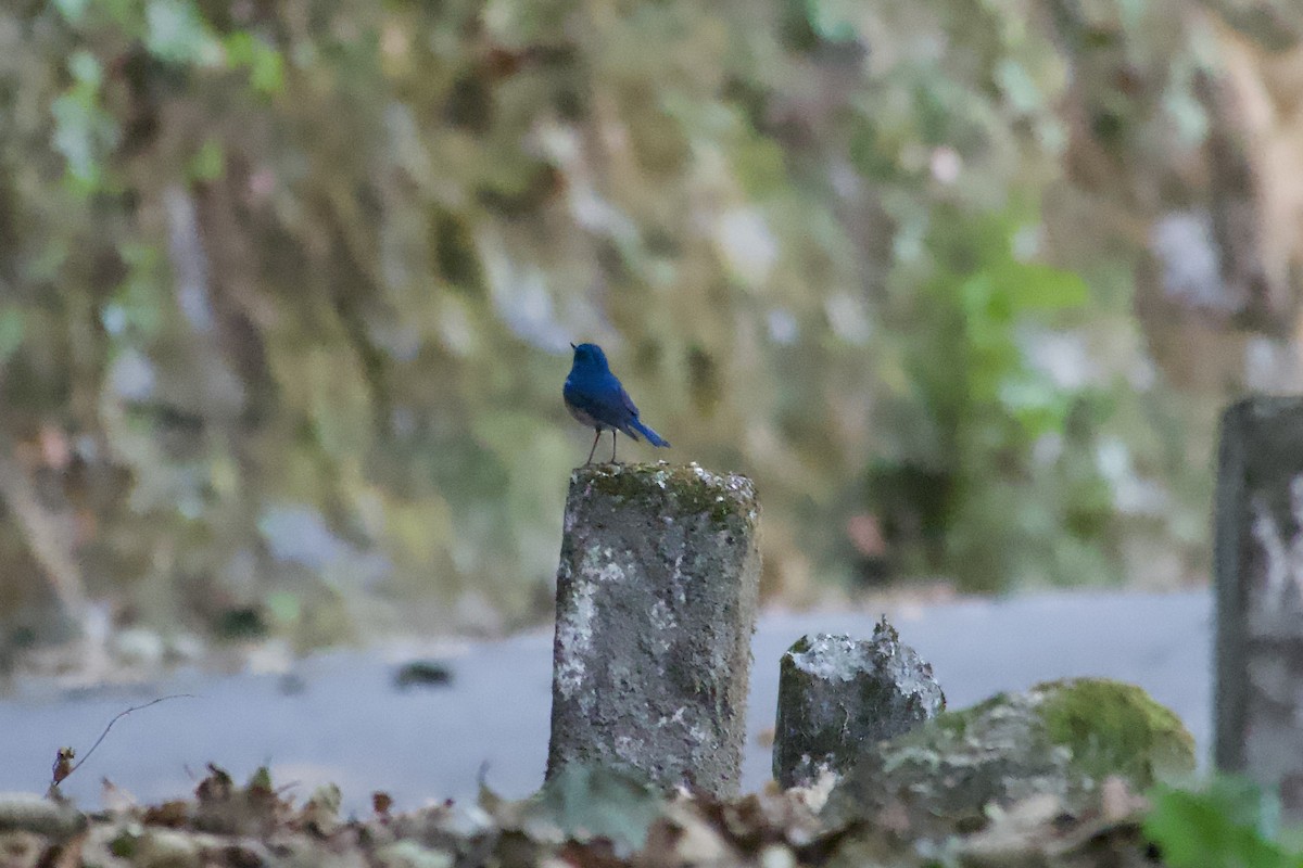 Himalayan Bluetail - ML646764731
