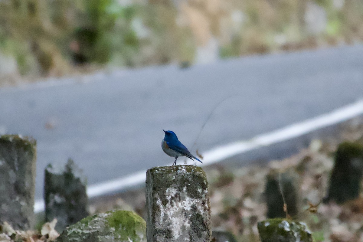 Himalayan Bluetail - ML646764732