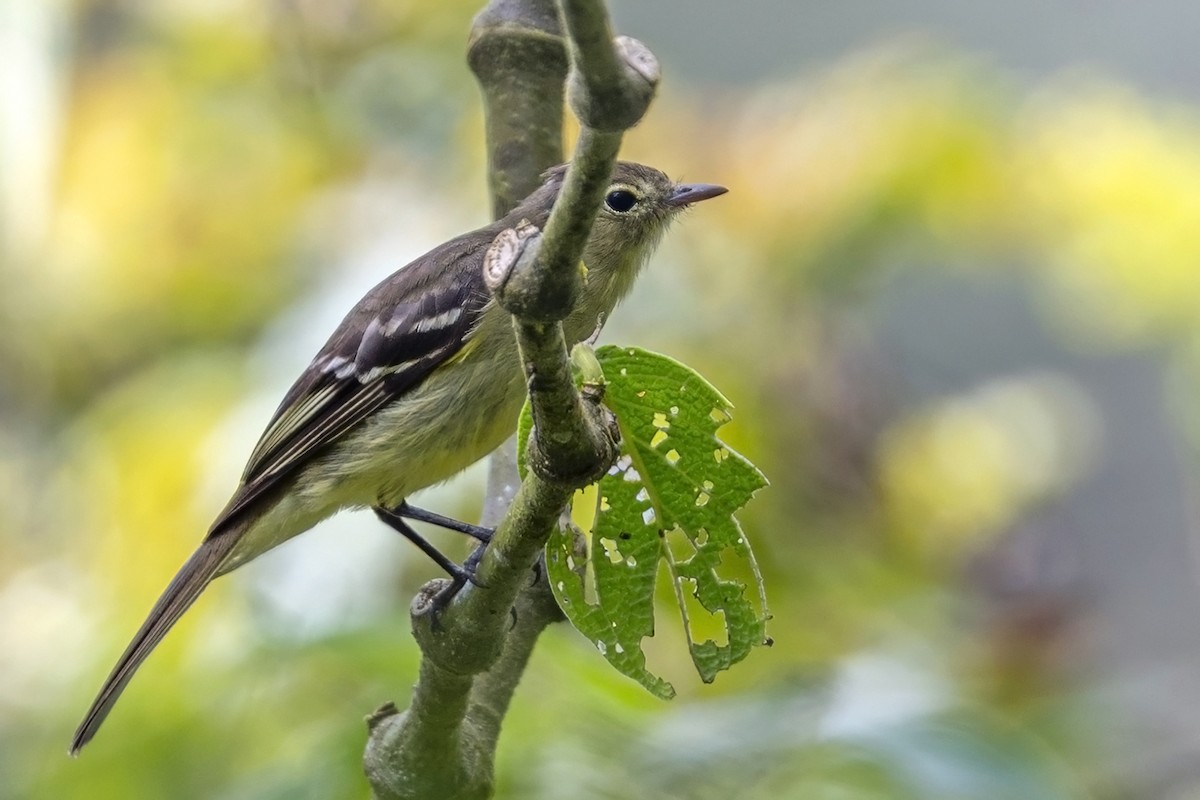 Sierran Elaenia - ML646764734