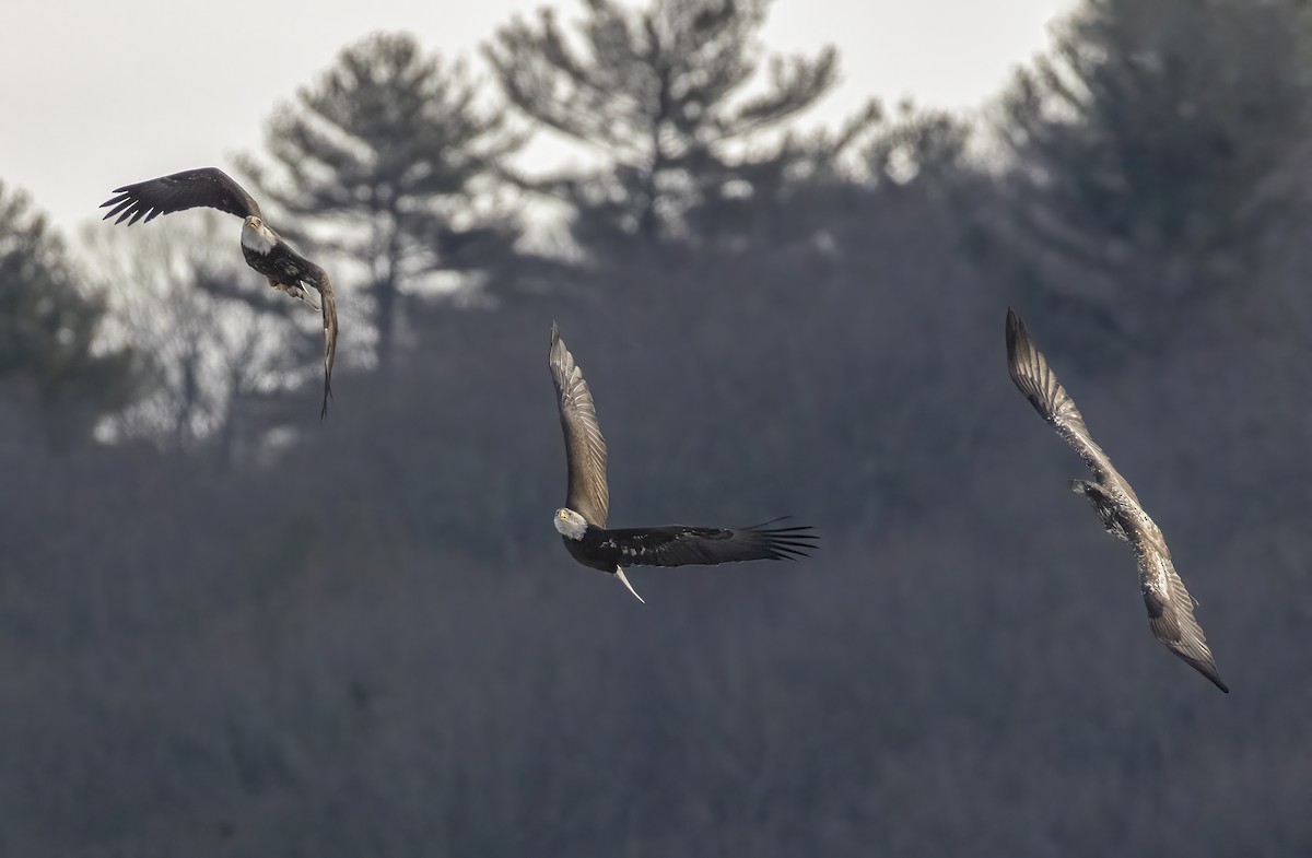 Weißkopf-Seeadler - ML646764735