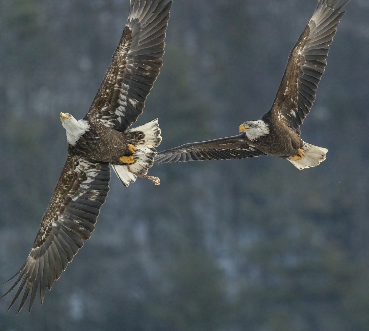Weißkopf-Seeadler - ML646764736