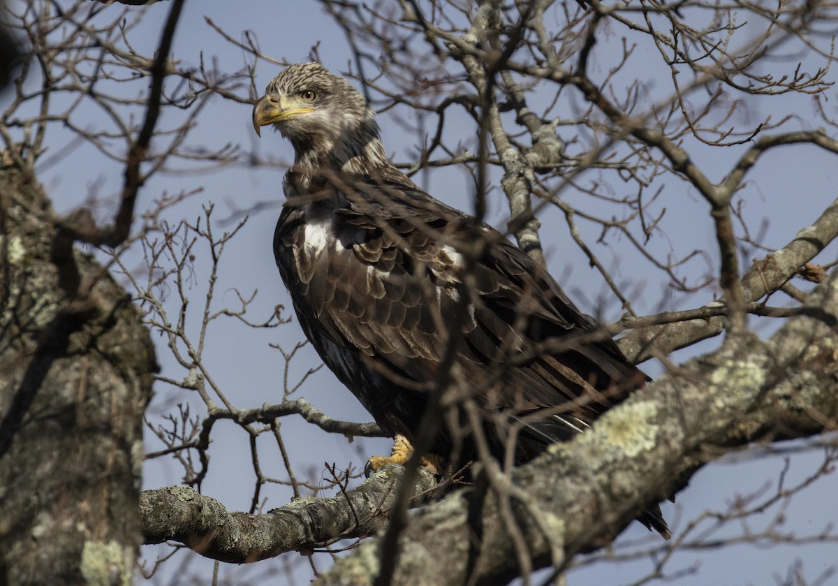 Weißkopf-Seeadler - ML646764737