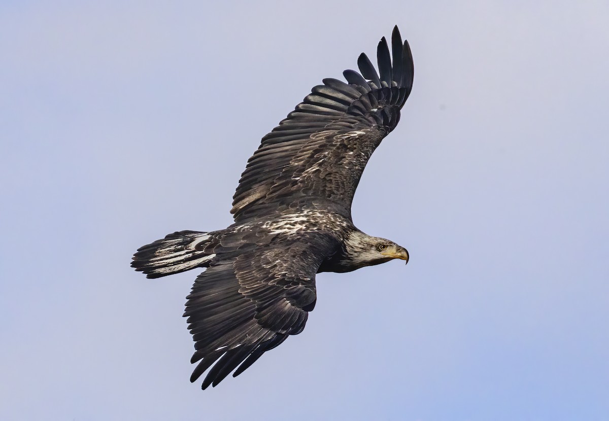 Weißkopf-Seeadler - ML646764738