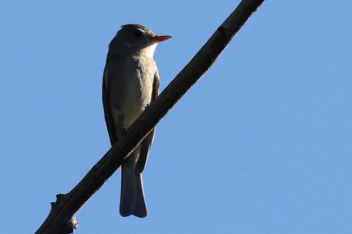 Піві великий - ML646764741