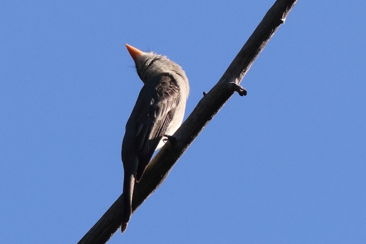 Піві великий - ML646764742