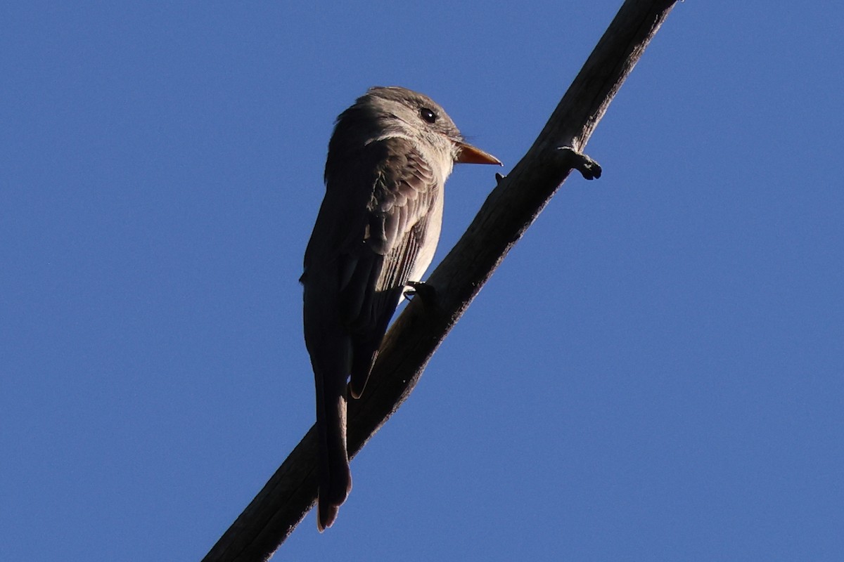Піві великий - ML646764743