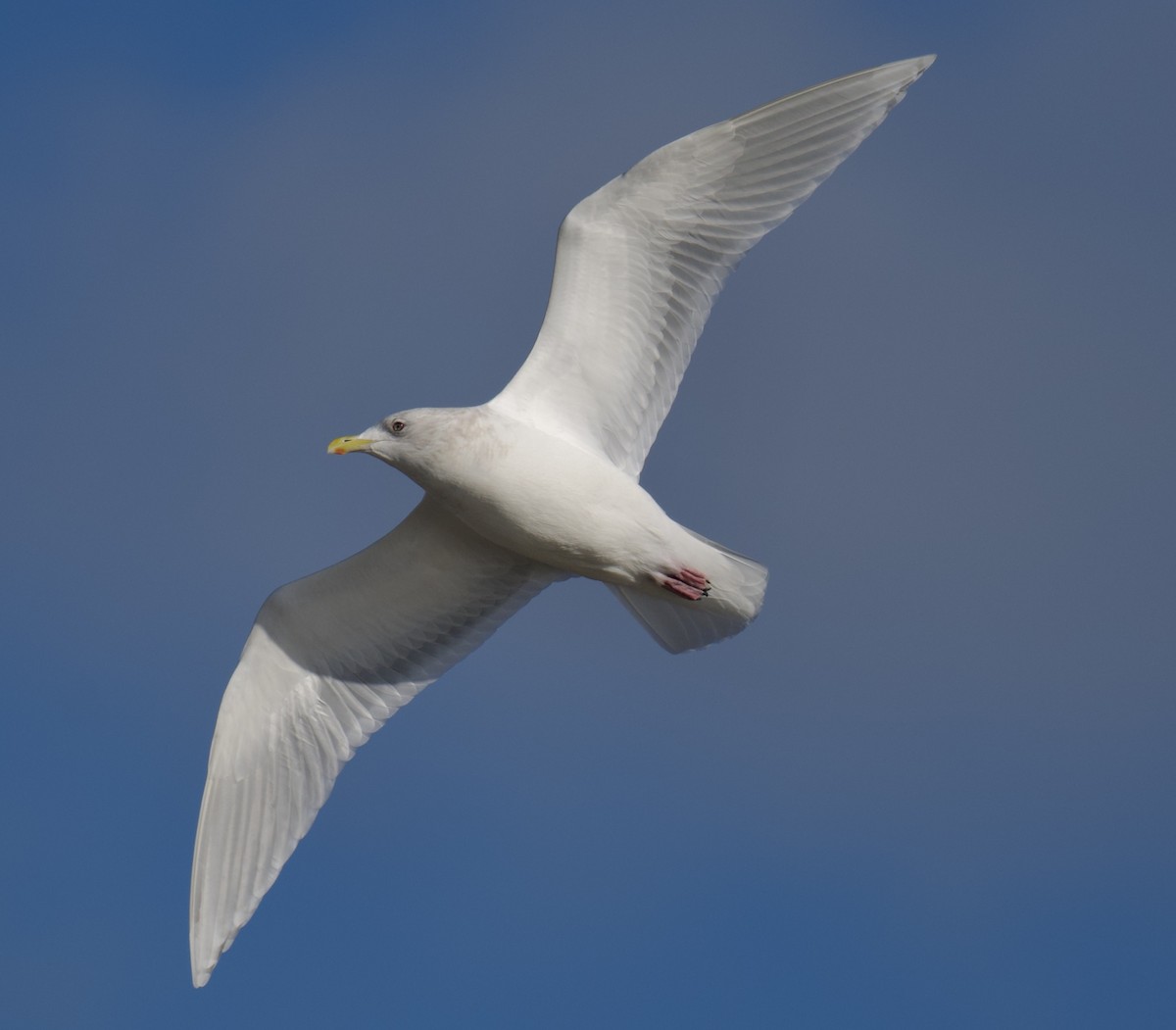 Iceland Gull - ML646764744