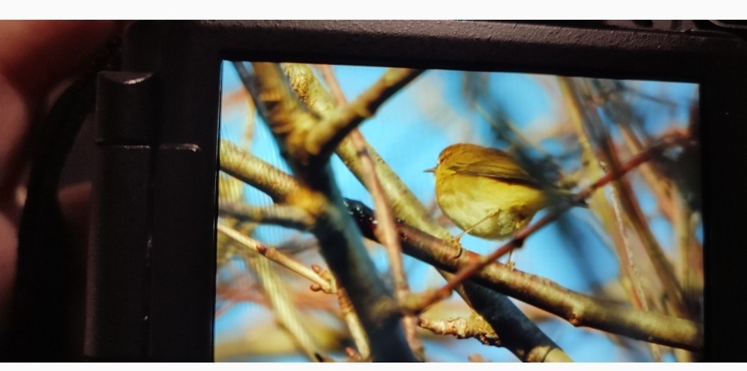 Common Chiffchaff - ML646764745