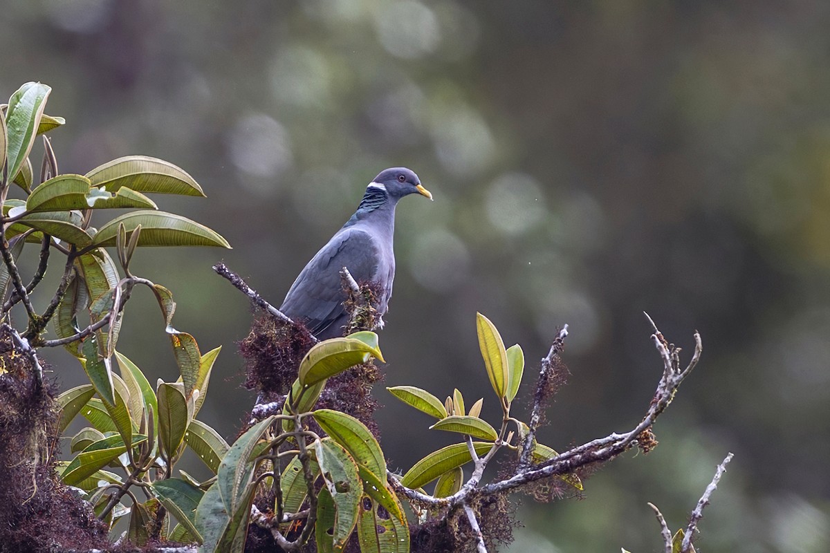 Band-tailed Pigeon - ML646764748