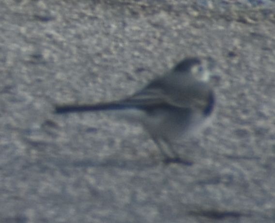 White Wagtail - ML646764749