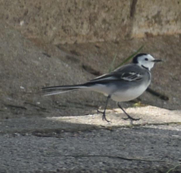 White Wagtail - ML646764750