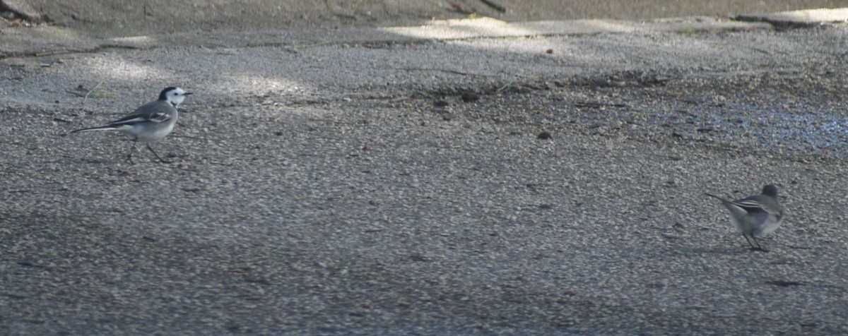 White Wagtail - ML646764751