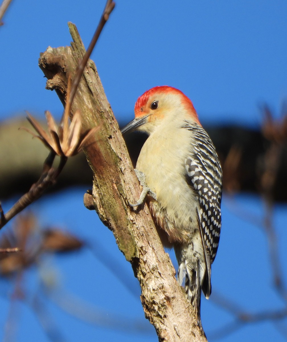 Red-bellied Woodpecker - ML646764752
