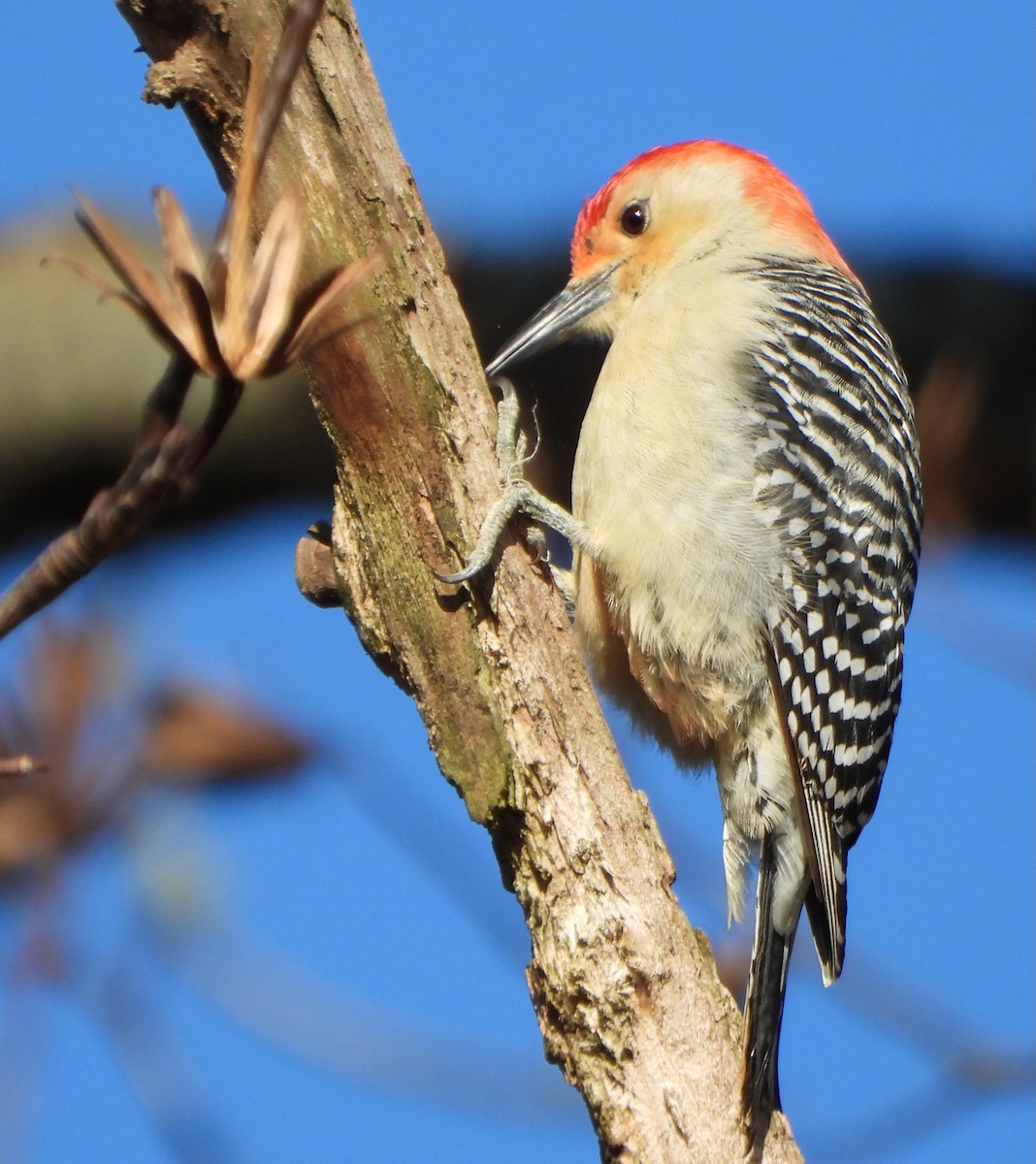 Red-bellied Woodpecker - ML646764753