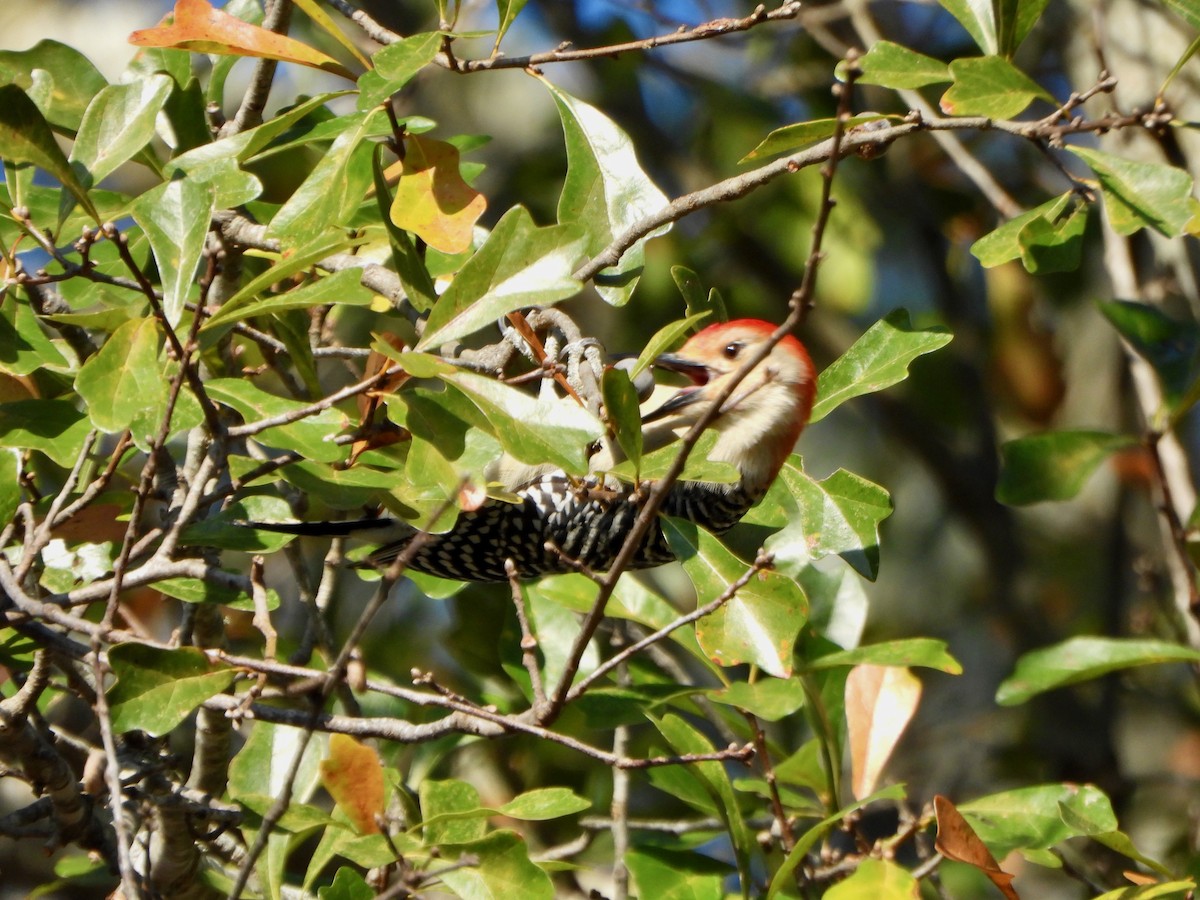 Red-bellied Woodpecker - ML646764754