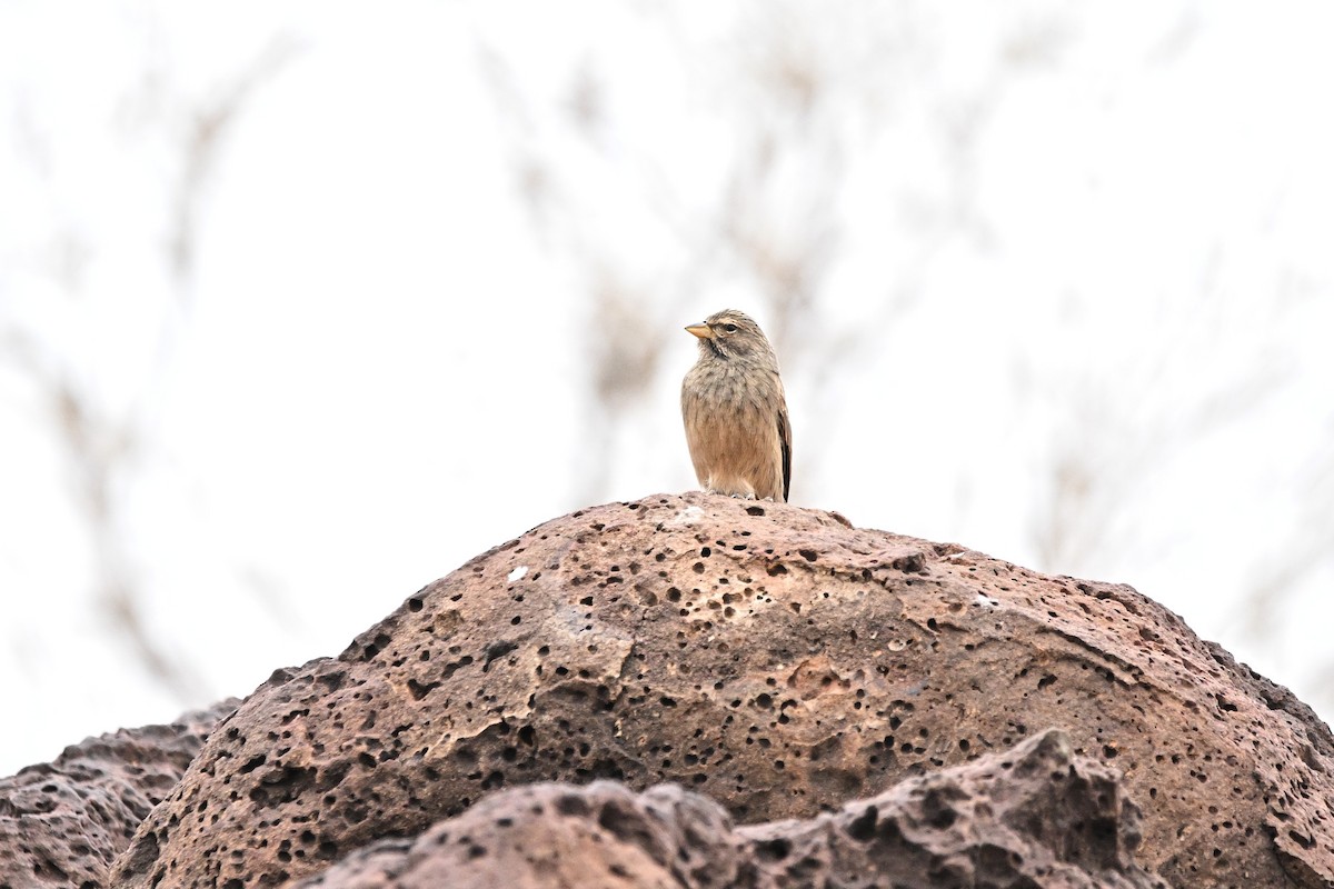 Striolated Bunting - ML646764755