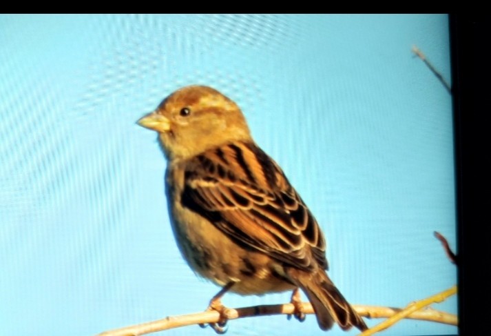 House Sparrow - ML646764756