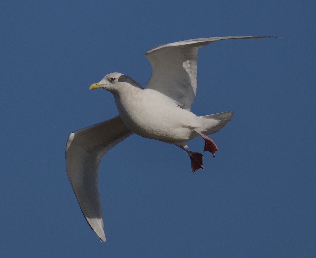 Iceland Gull - ML646764757