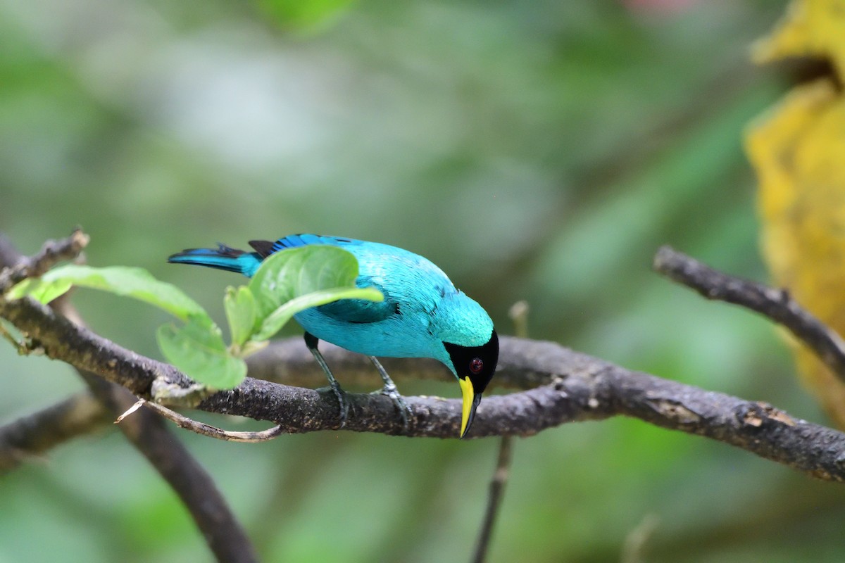 Mielerito Verde - ML646764758