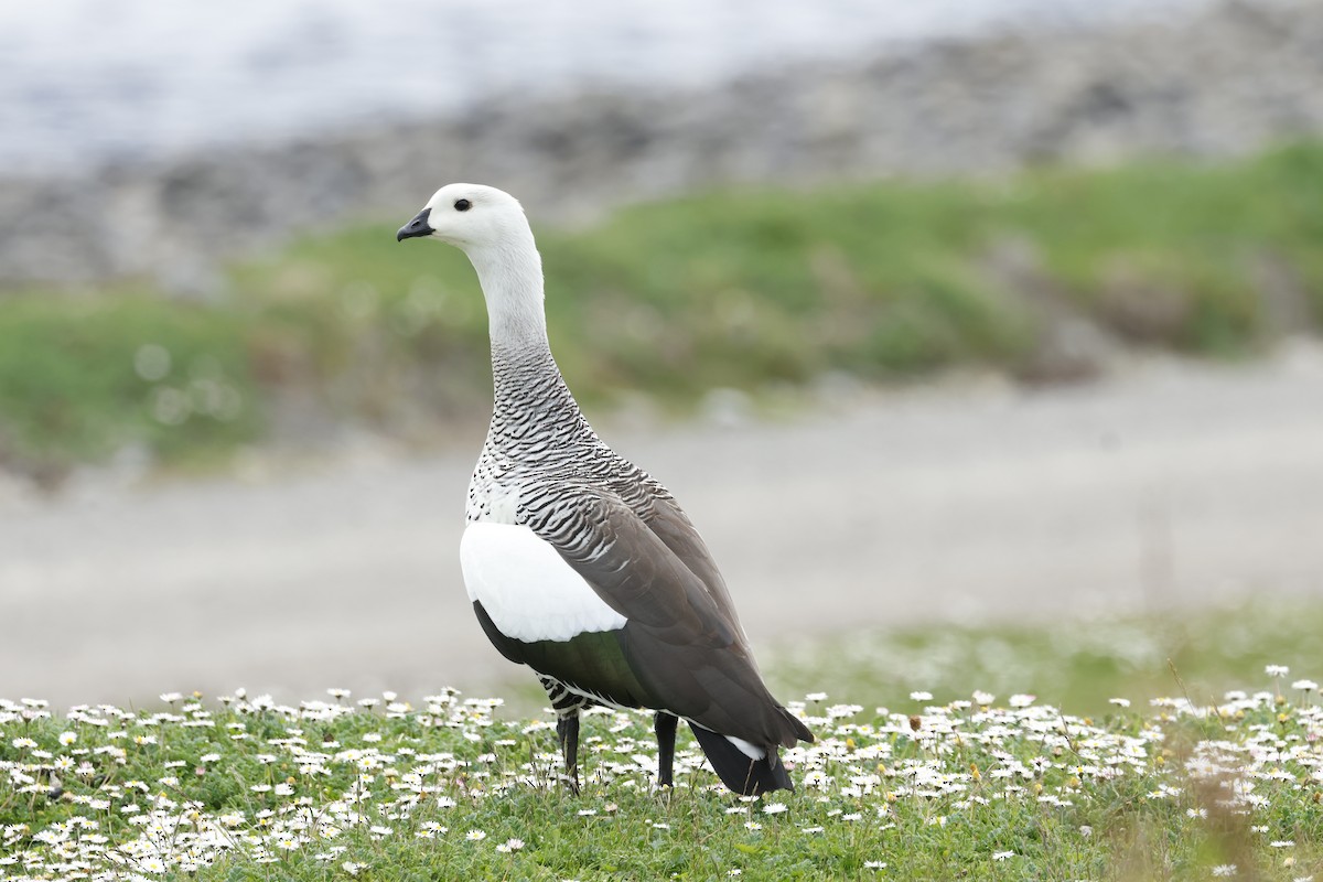Upland Goose - ML646764760